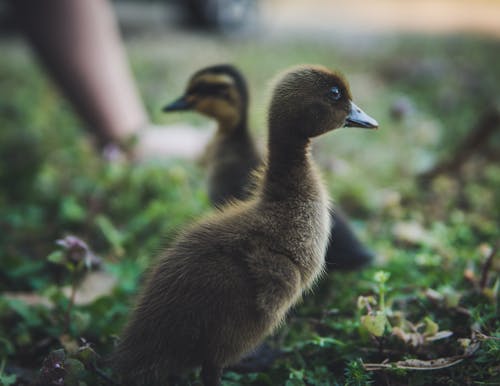 Selective Focus Photography of Ducks