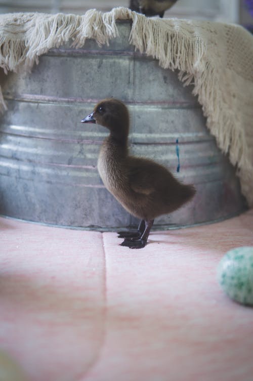 Free Brown Duckling Near Container Stock Photo