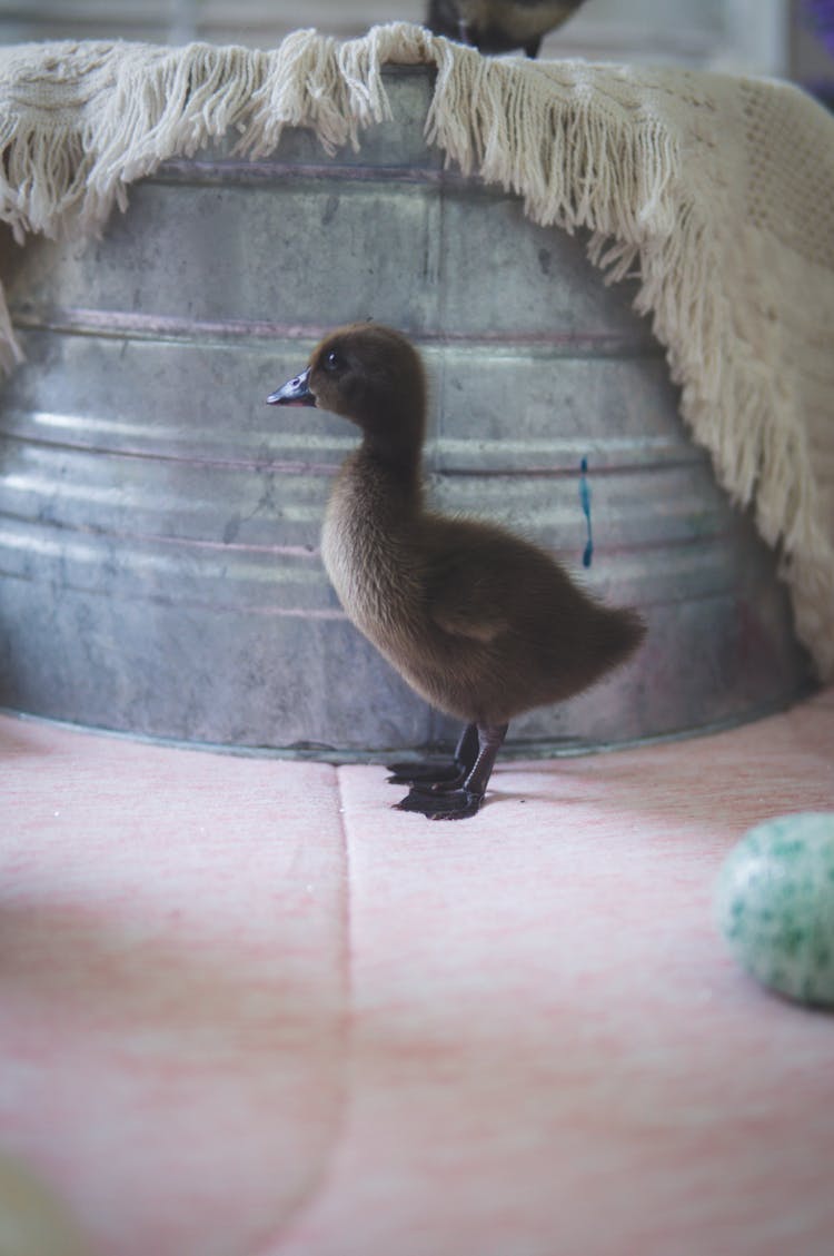 Brown Duckling Near Container