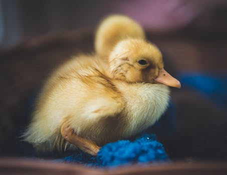 一张迷人的特写，一只毛茸茸的鸭子停在模糊的背景上，精致特征清晰可见
