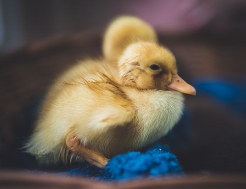 Free Charming close-up of a fluffy duckling resting on a blurred background, showcasing its delicate features. Stock Photo