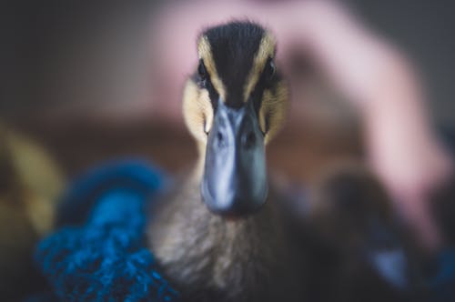 Close-Up Photography of Black Duck