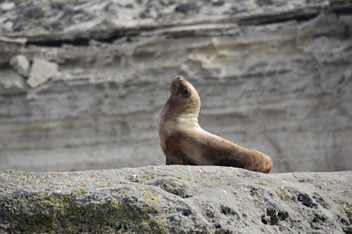 Brown Sea Lion Resting on Gray Rock