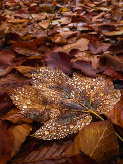 Close-Up Shot of Fallen Leaves