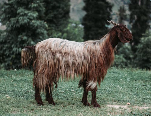 A Brown Goat on a Grassy Field