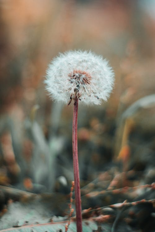 White Dandelion in Close Up Photography