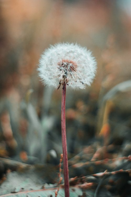 Free Detailed close-up of a dandelion in bloom, showcasing delicate seeds against a softly blurred background. Stock Photo