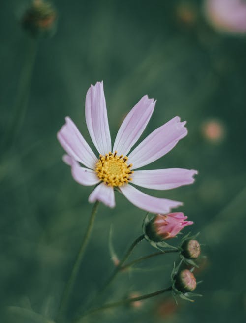 Free Close-Up Shot of a White Flower in Bloom Stock Photo