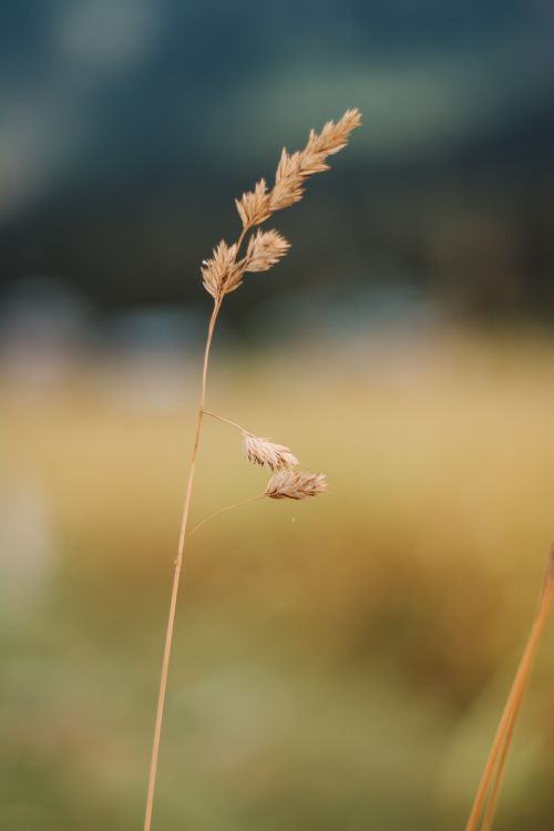 Free A detailed close-up of a wheat stalk with a soft, blurred background, showcasing natural beauty. Stock Photo