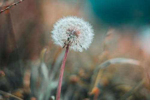 Free stock photo of beautiful sky, changing color, dandelion