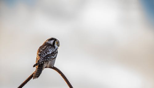 Bird Perched on Steel Rod