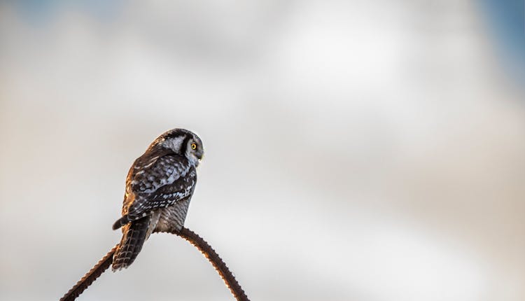 Bird Perched On Steel Rod