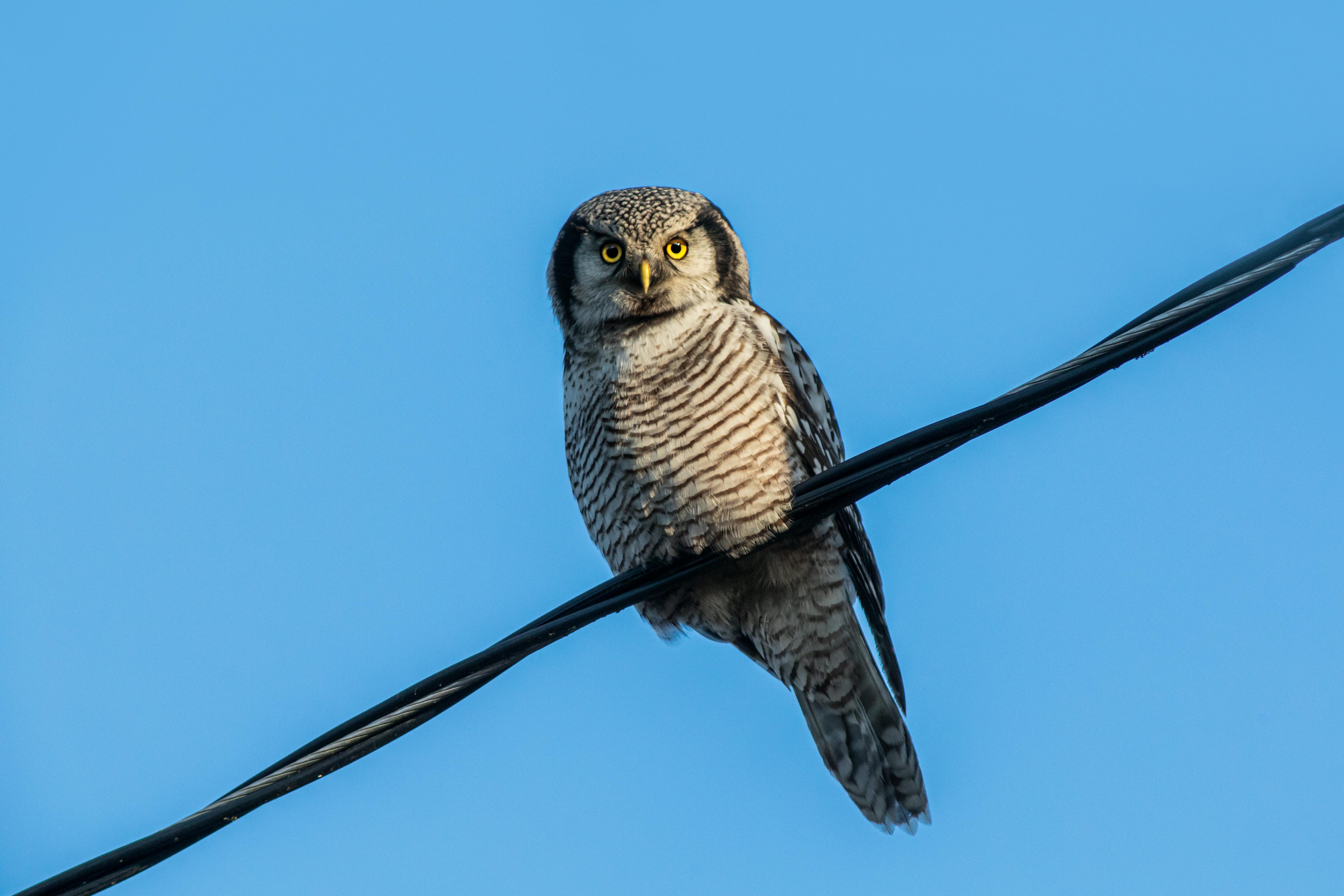 A Northern HawkOwl Under the Blue Sky · Free Stock Photo