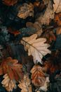 Brown Dried Leaves on Ground
