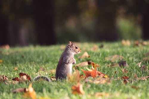 How Animals Know It’s Time to Migrate