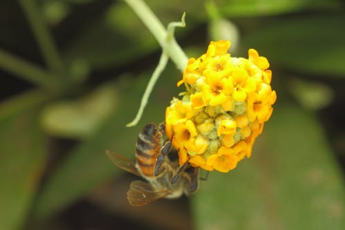 Immagine gratuita di ape, api, api da miele