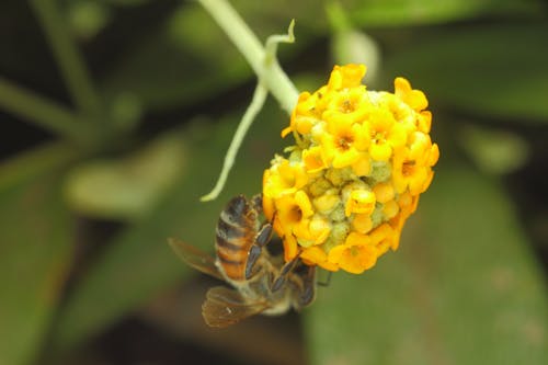 Free stock photo of bee, bees, flower bee