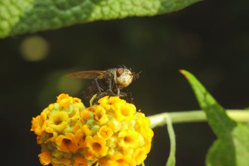 Gratis arkivbilde med flue, fly bug, gul