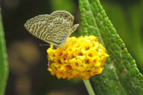 Immagine gratuita di farfalla, farfalle, fiore giallo