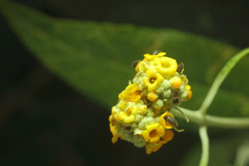 Immagine gratuita di fiore giallo, giallo, insetto