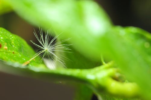 Immagine gratuita di acqua, dente di leone, macro