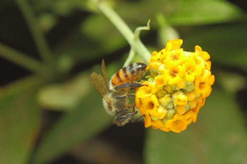 Free stock photo of bee, bees, flower bee