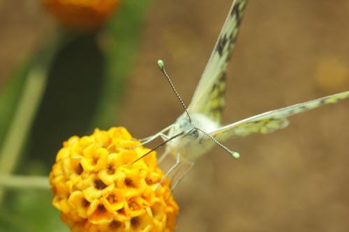 Immagine gratuita di farfalla, farfalle, fiore giallo