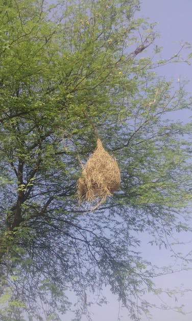 Free stock photo of babool tree, birds, green