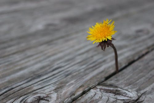 Free stock photo of bright colours, flower, wood