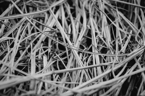 Gray Scale Photography of Grasses