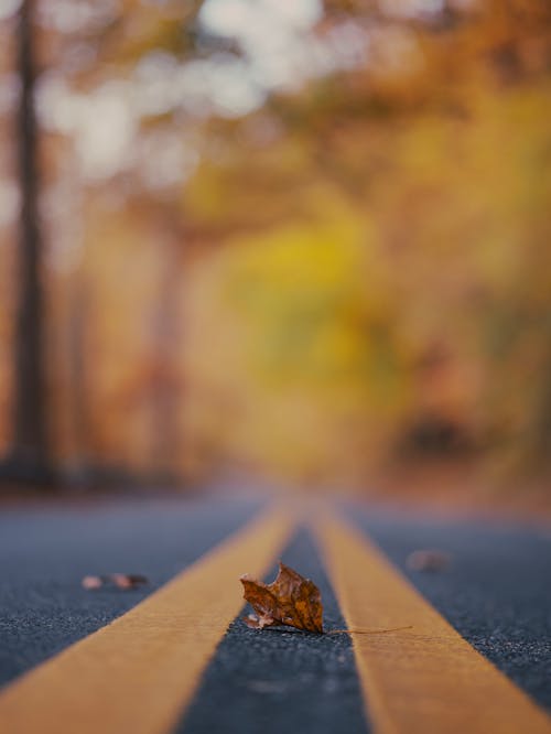 Fallen Leaf Between Yellow Lines on Road