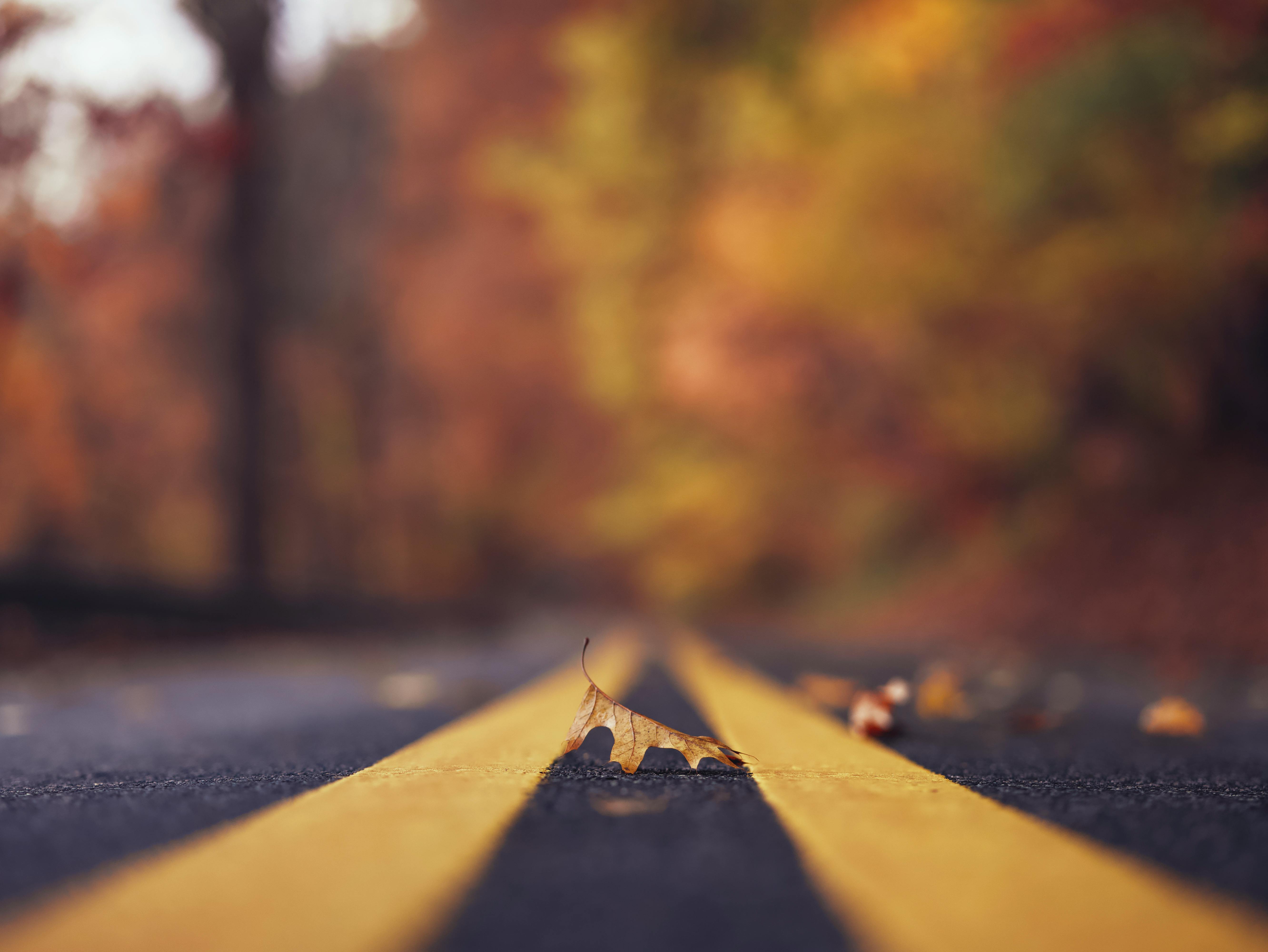 Asphalt Road Between Trees · Free Stock Photo