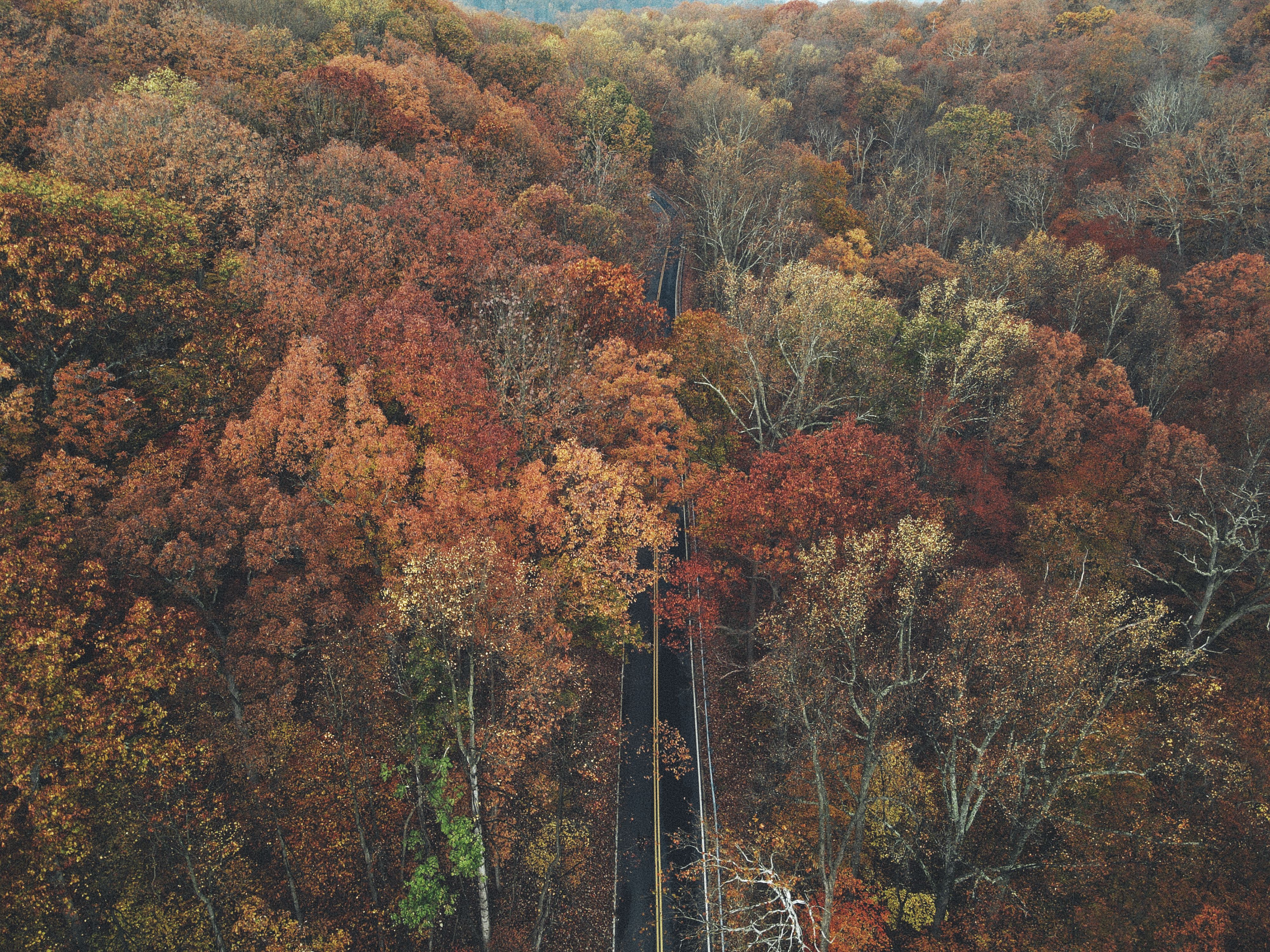 Asphalt Road in Between Autumn Trees · Free Stock Photo