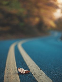 A single dry leaf on a winding asphalt road during fall, with blurred background.