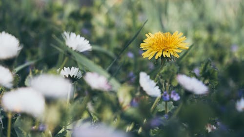 Close-Up Photography of Yellow And White Flowers