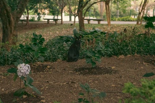 Black Cat on the Ground Near Green Plants