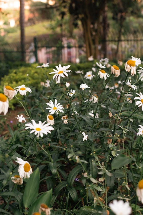 Kostnadsfri bild av anläggning, blomning, dagsljus