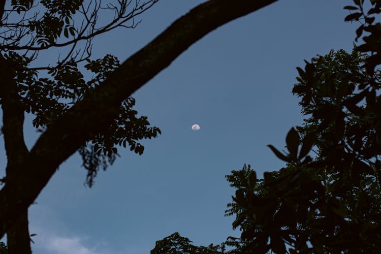 Moon In Evening Sky