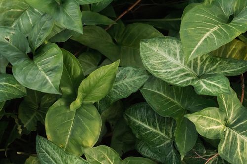 Free A close-up view of lush green syngonium leaves showcasing their natural beauty. Stock Photo