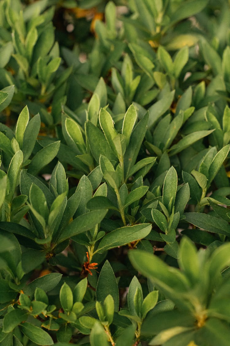 Close Up Of Green Leaves