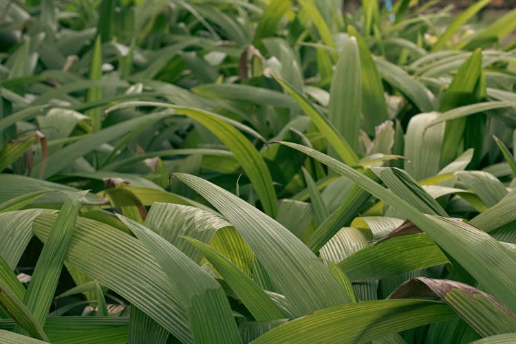 Close Up Of Green Plants