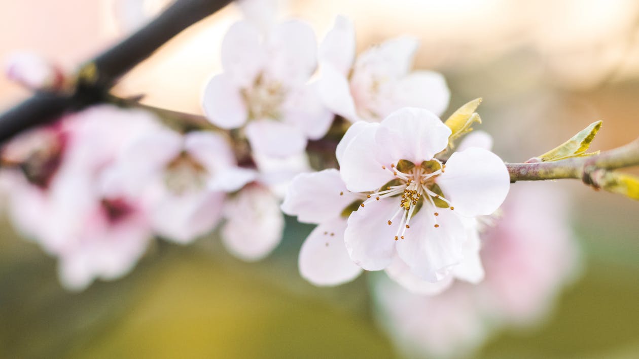 Ondiepe Focusfotografie Van Witte Bloemen