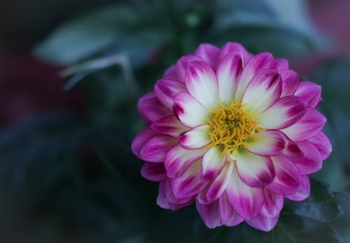 Beautiful Purple Flower Plant