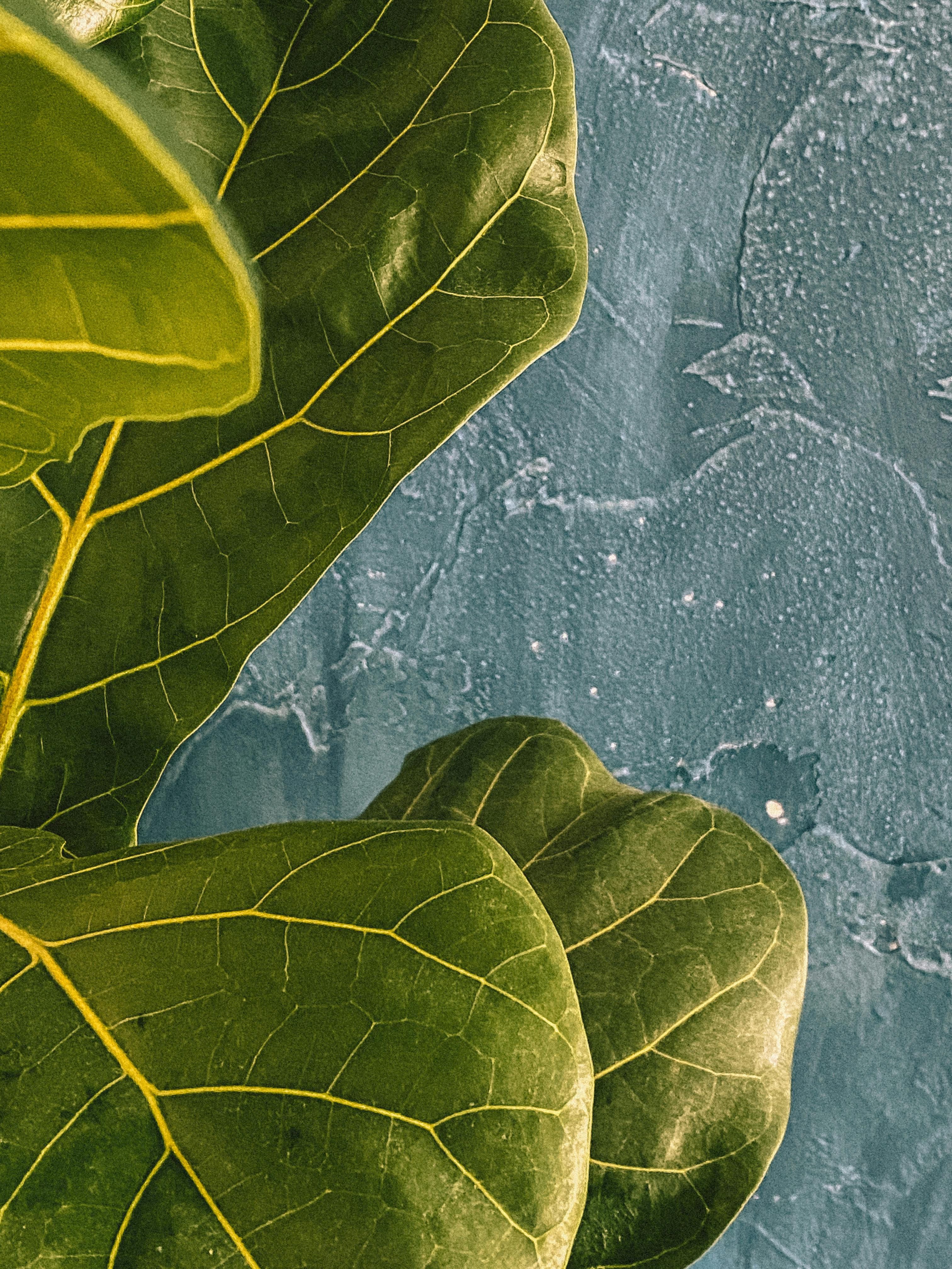 Shadow of Green Leaves of a Plant on White Background · Free Stock Photo