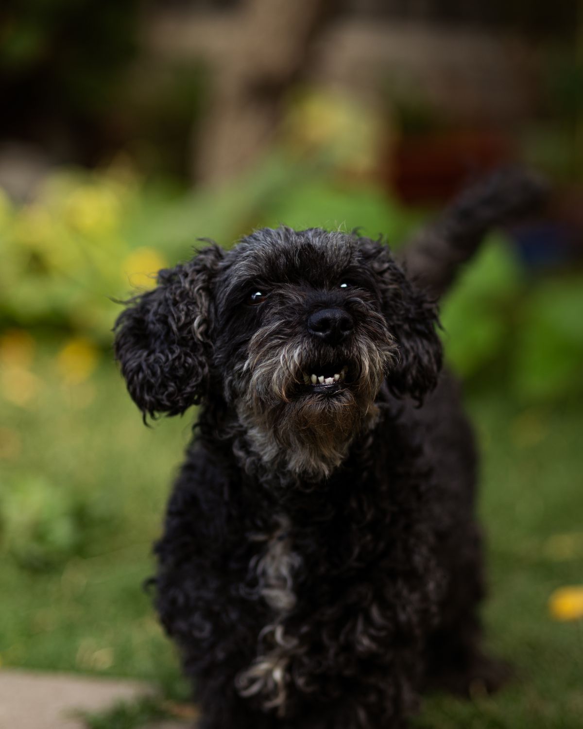 Black Dog on Green Grass · Free Stock Photo