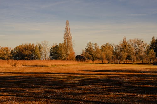 Fotobanka s bezplatnými fotkami na tému hracie pole, jeseň, lúka