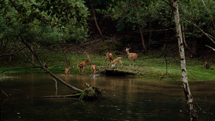 Deer Family By River