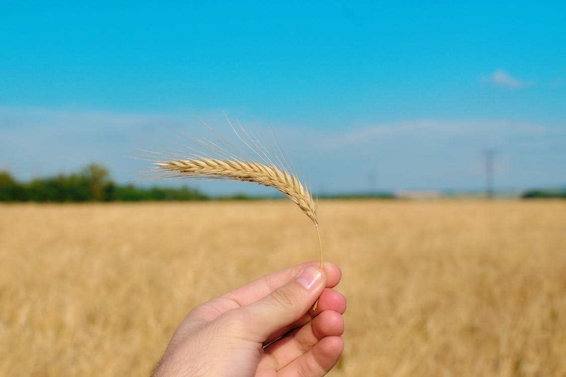 Person Holding Brown Wheat 