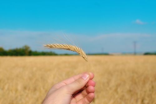 Free Close-up of hand holding wheat ear against a clear blue sky over a wheat field. Stock Photo