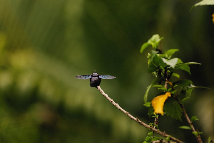 Close Up Of Fly